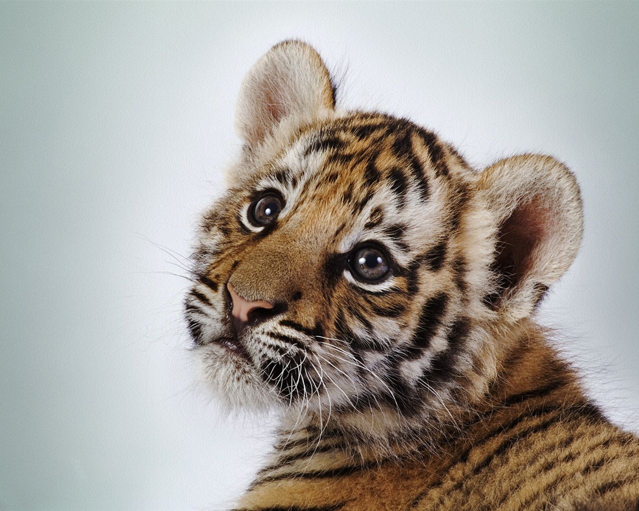 Leyland Tiger Cub Wallpapers